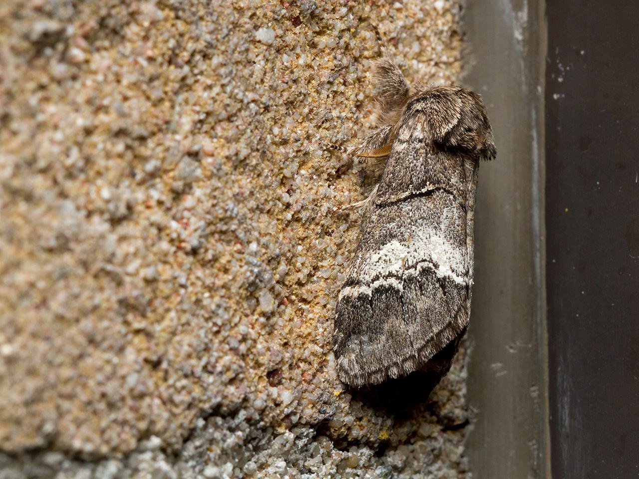 Witlijntandvlinder-Drymonia-querna-20150725g1280IMG_1645a.jpg