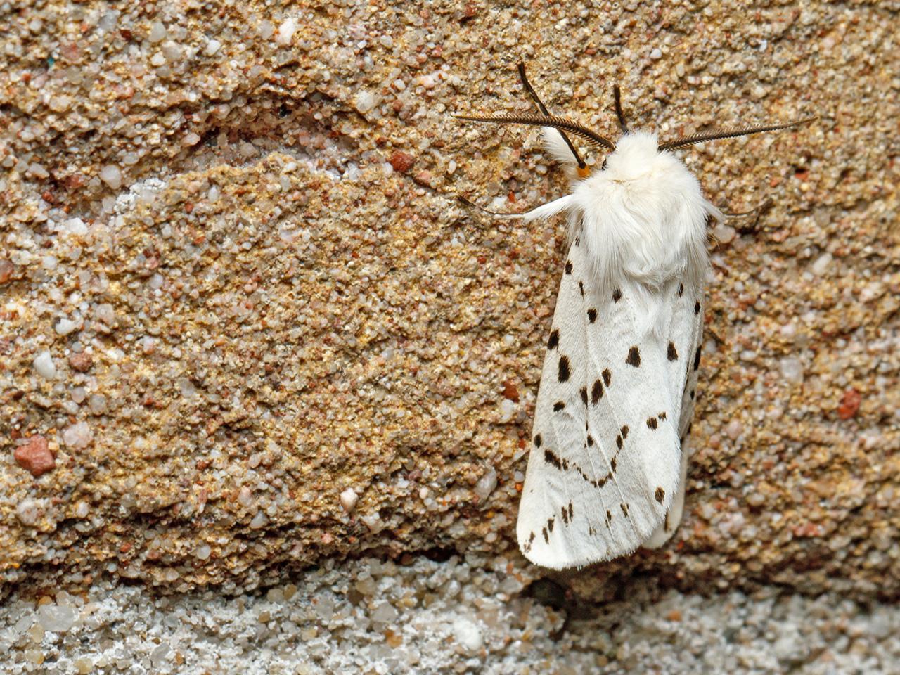 Witte-tijger-20150516g1280IMG_9317a.jpg