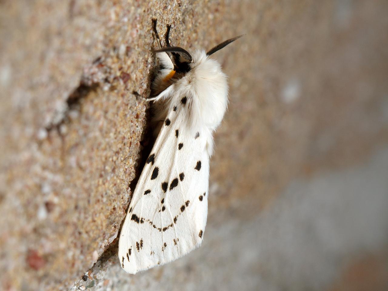 Witte-tijger-20150516g1280IMG_9318a.jpg