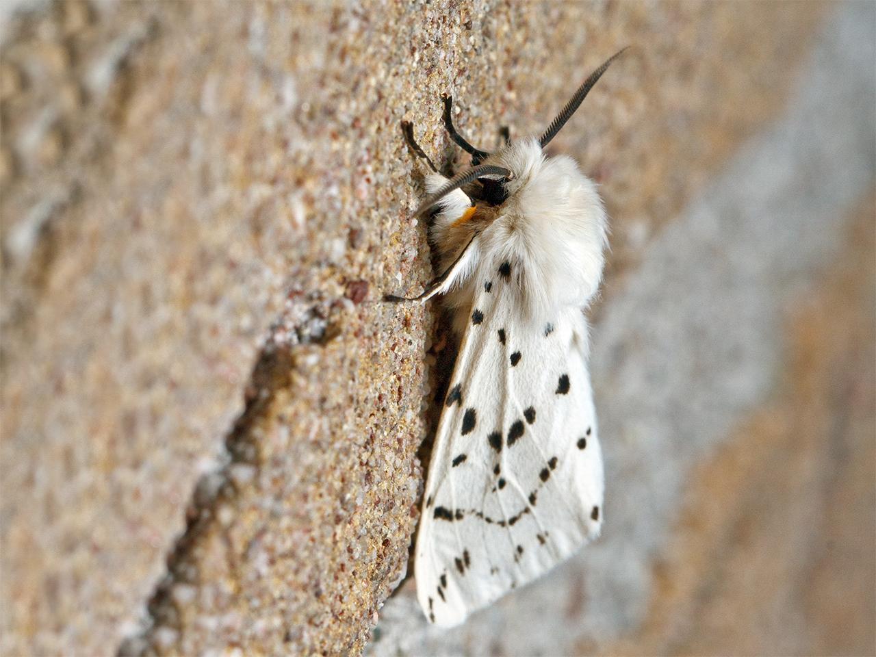 Witte-tijger-20150516g1280IMG_9320a.jpg