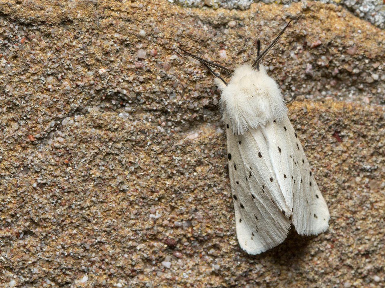 Witte-tijger-20150527g1280IMG_9426a.jpg