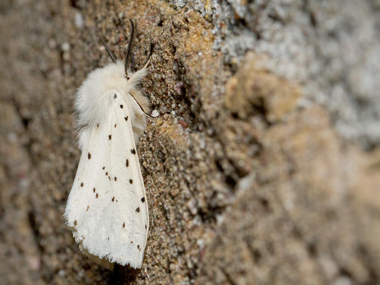 Witte-tijger-20150527g1280IMG_9430a.jpg