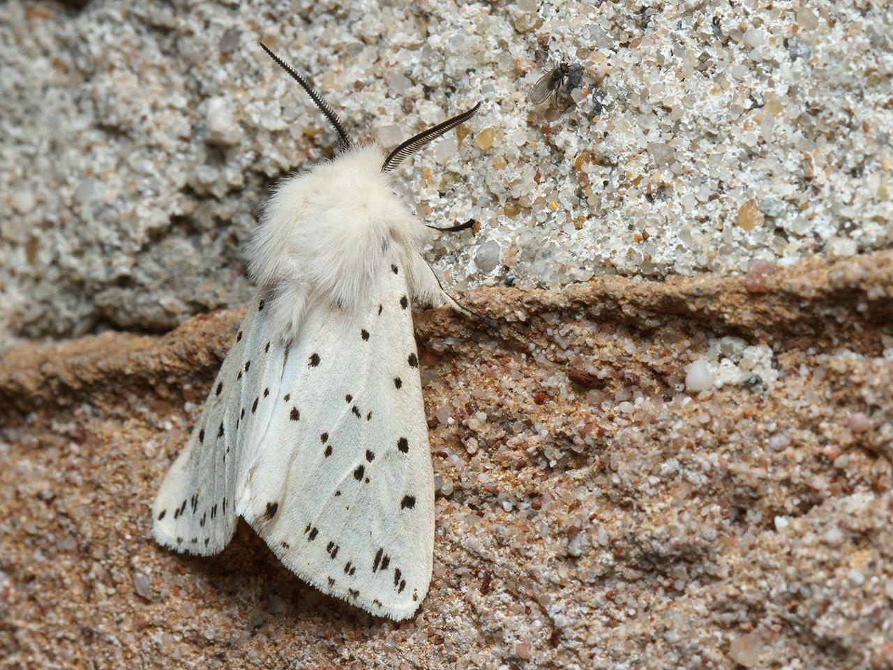 Witte-tijger-20150605g1280IMG_9743a.jpg