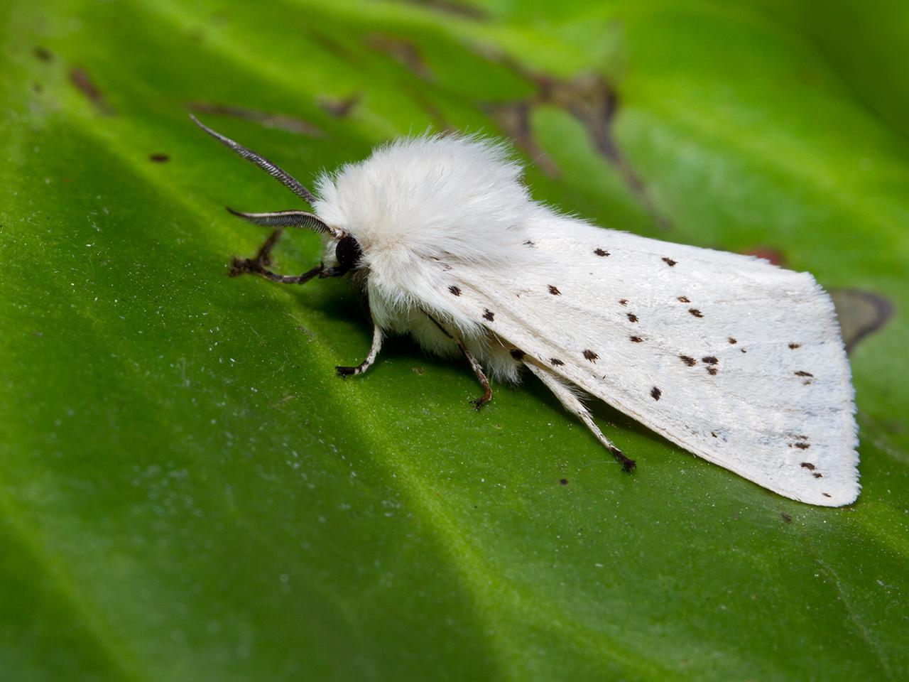 Witte-tijger-Spilosoma-lubricipeda-20130618g1280IMG_6599a.jpg