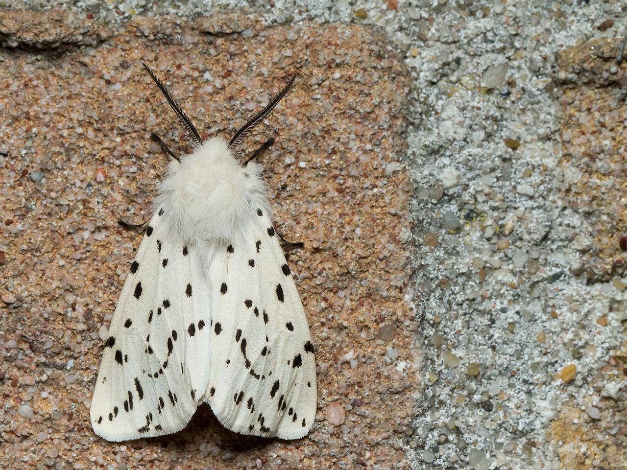 Witte-tijger-Spilosoma-lubricipeda-20140512g1280IMG_3462a.jpg