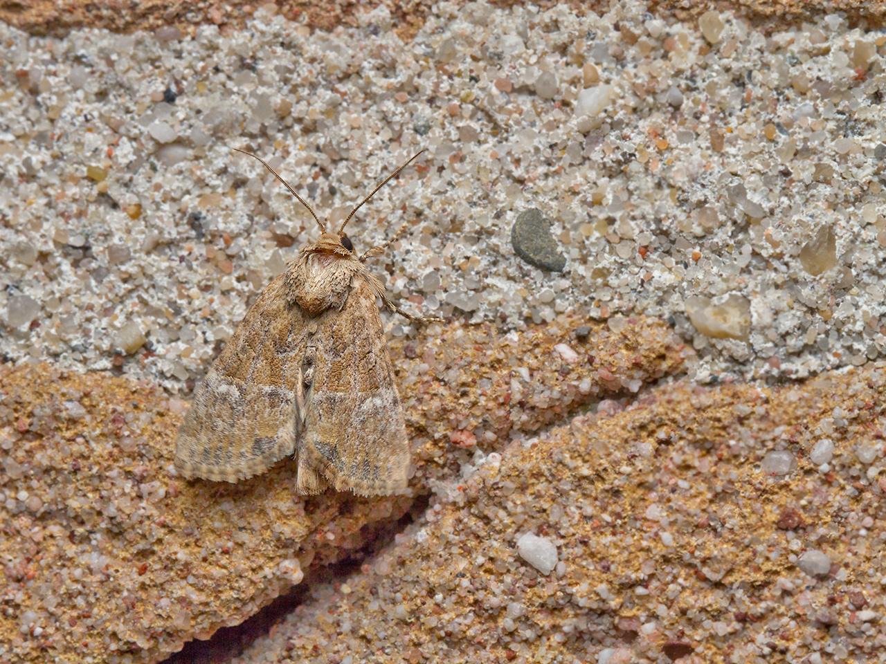 Zandhalmuiltje-20150723g1280IMG_1498a.jpg