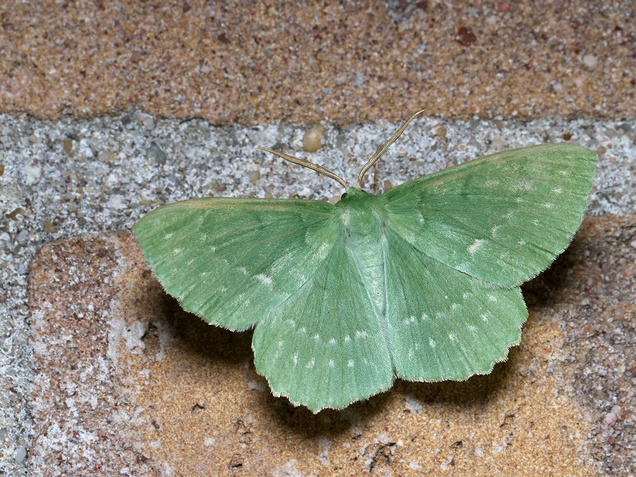 Zomervlinder-Geometra-papilionaria-20140702g1280IMG_5573a.jpg