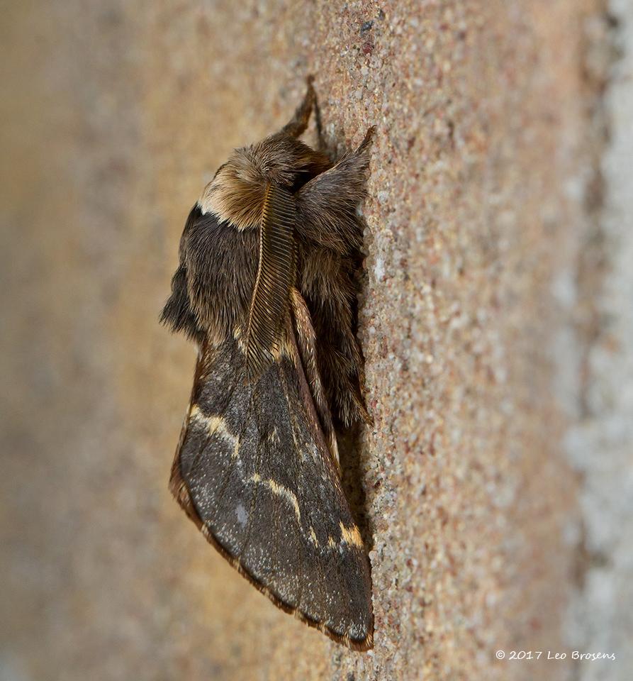 Zwarte-herfstspinner-Poecilocampa-populi-20141105g1280IMG_8266acrfb.jpg