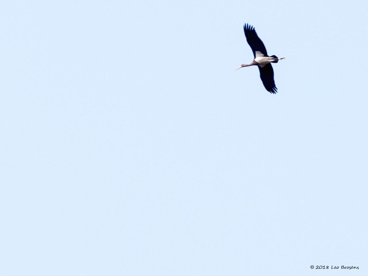 Zwarte-ooievaar-20180821g1280YSXX2775acrfb.jpg