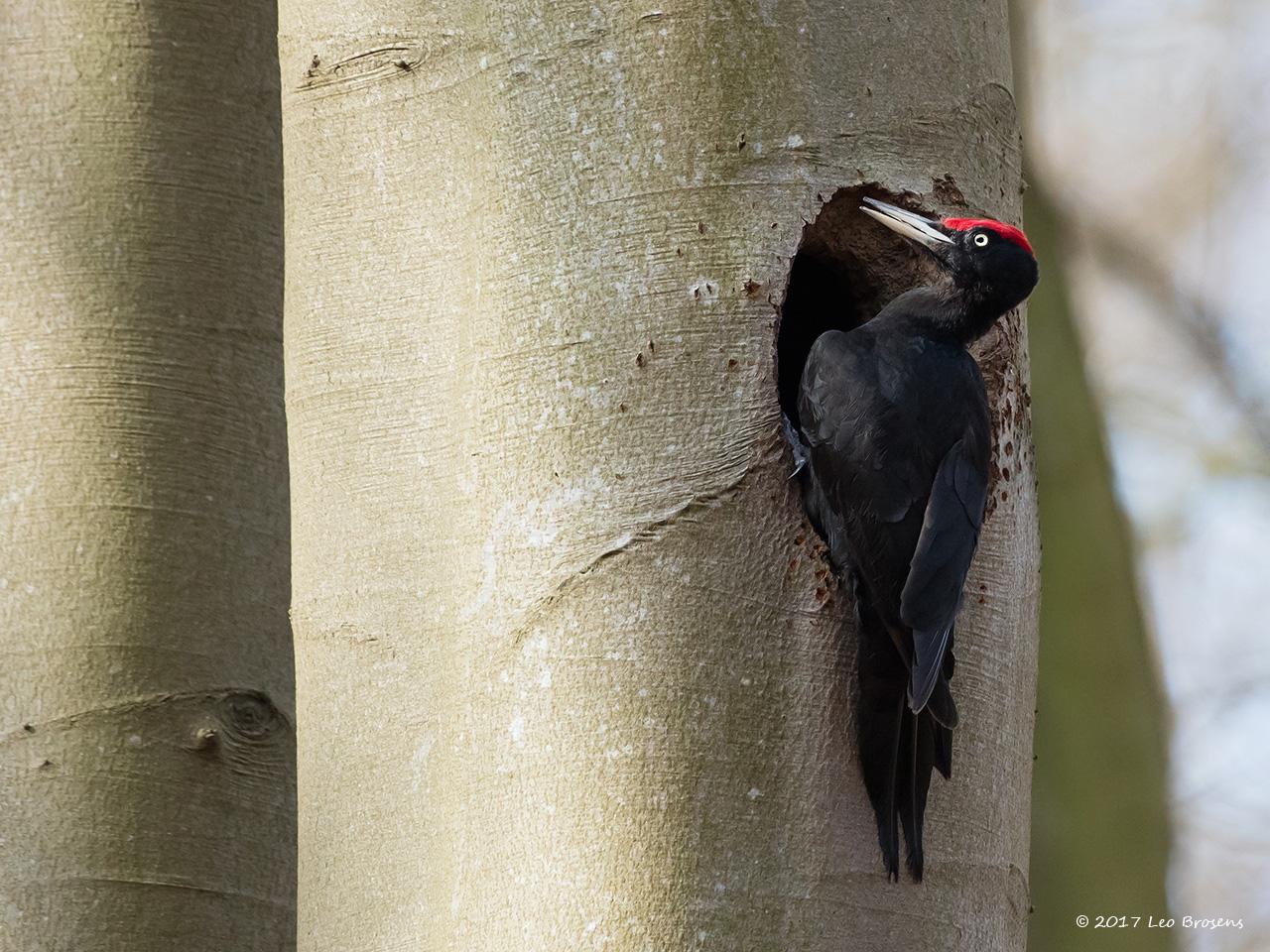 Zwarte-specht-20170403g1280YSXX8112acrfb.jpg