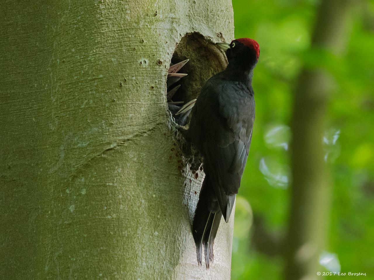 Zwarte-specht-20170526g1280YSXX9174acrfb.jpg