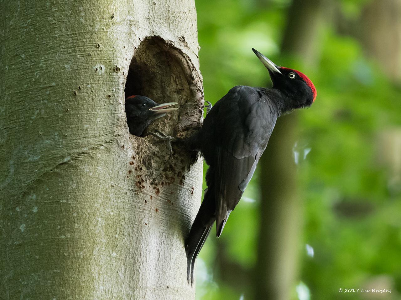 Zwarte-specht-20170526g1280YSXX9183amcrfb.jpg