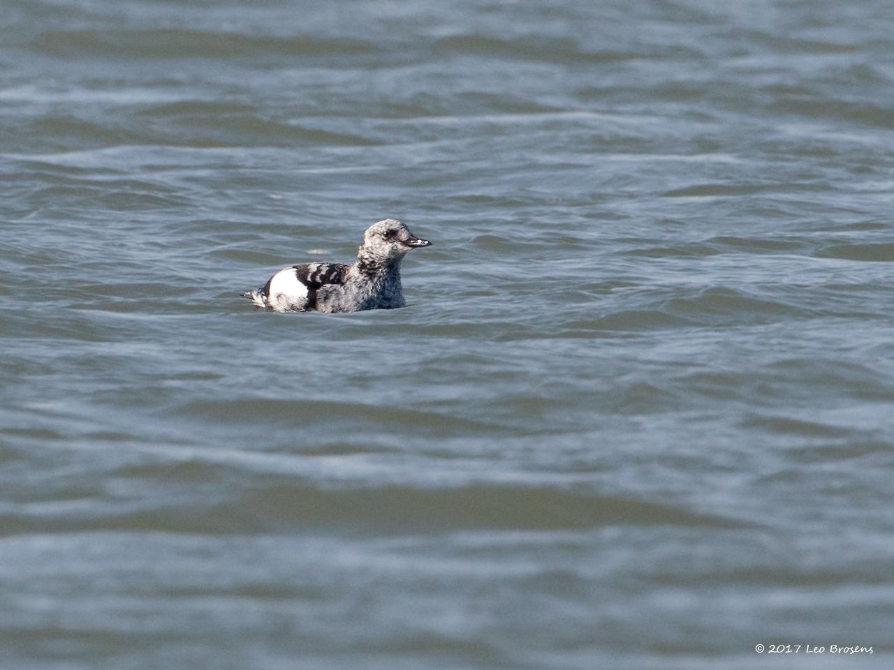 Zwarte-zeekoet-20170213g1280YSXX6865bcrfb.jpg