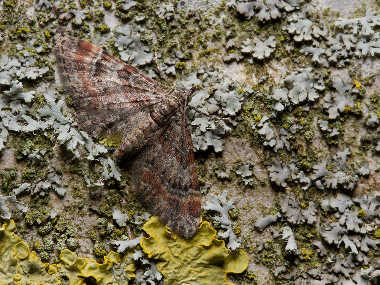 Zwartkamdwergspanner-Gymnoscelis-rufifasciata-20130707g1280IMG_7137a.jpg