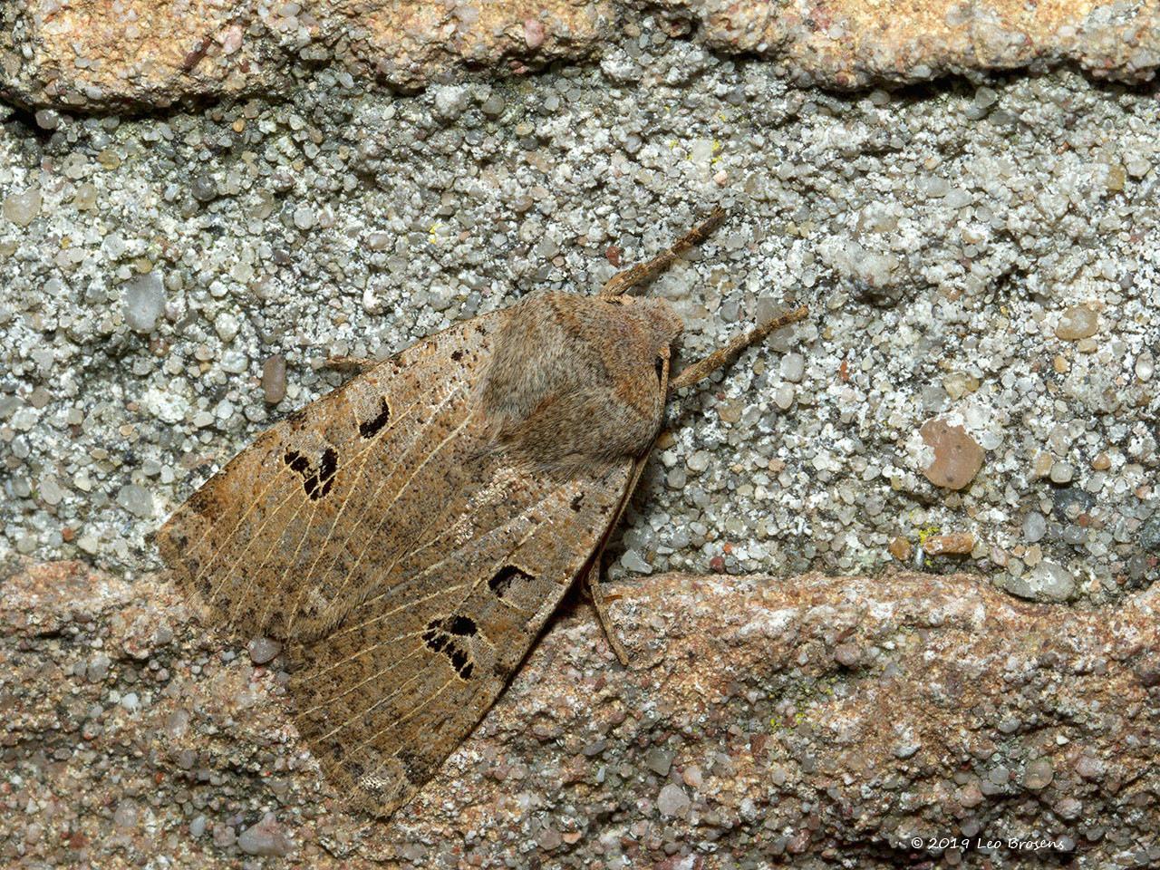 Zwartvlekwinteruil-Conistra-rubiginosa-20140307g1280IMG_1332acrfb.jpg