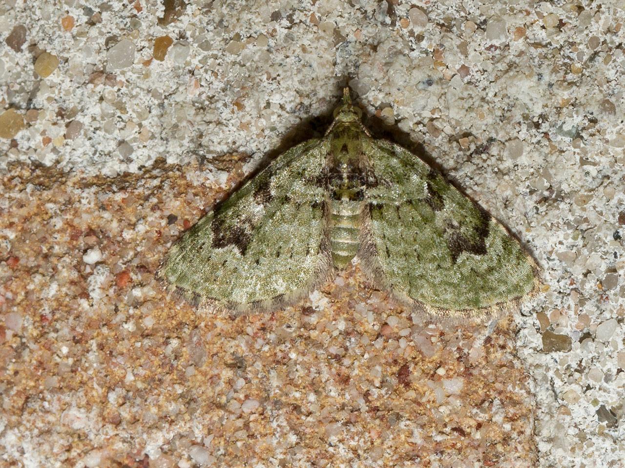 v-dwergspanner-Chloroclystis-v-ata-20130508g1280-IMG_5015a.jpg