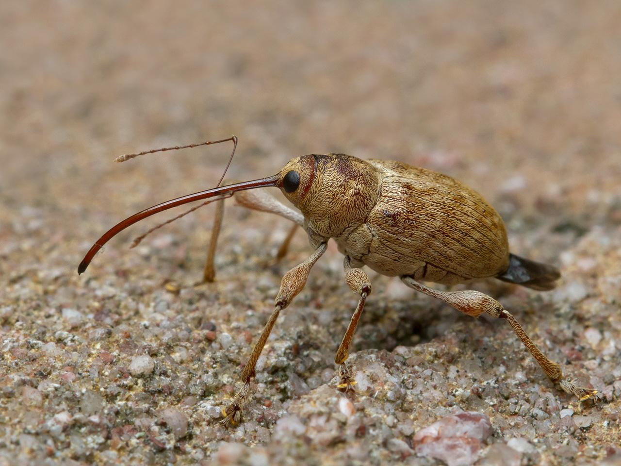 200 999 20 Hazelnootboorder-Curculio-nucum-20140827g1280IMG_7124an.jpg