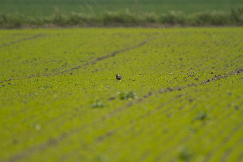 Aziatische-goudplevier-20120519g800IMG_5542.jpg
