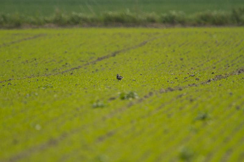 Aziatische-goudplevier-20120519g800IMG_5542.jpg