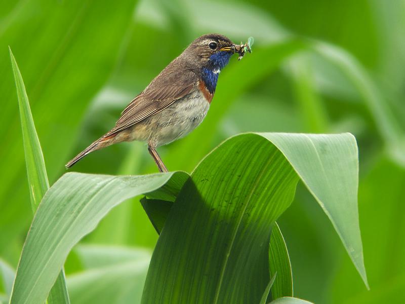 Blauwborst-20090711P1070249b.jpg