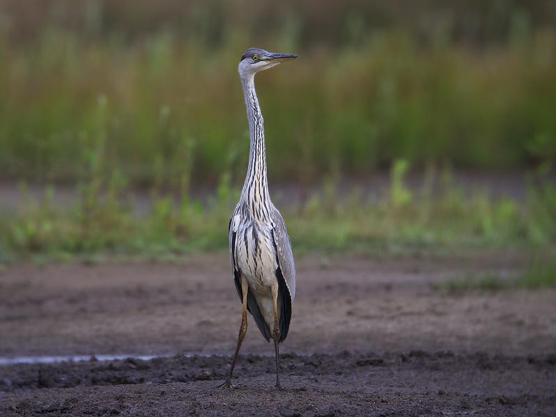 Blauwe-reiger-20090711P1070225a.jpg