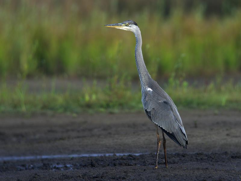 Blauwe-reiger-20090711P1070229a.jpg