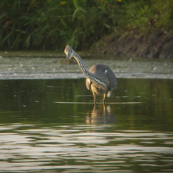 Blauwe-reiger-20090808P1070577a.jpg