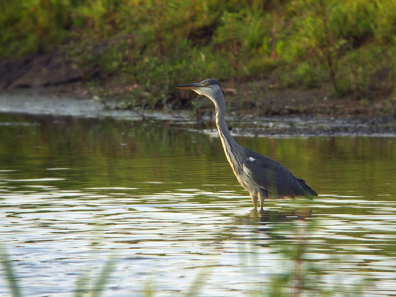 Blauwe-reiger-20090808P1070581a.jpg