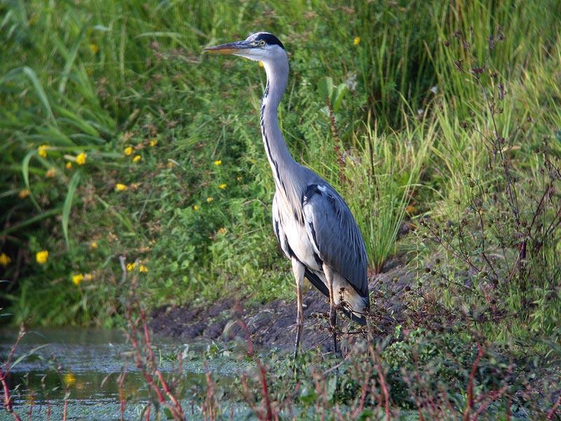 Blauwe-reiger-20090921P1080512c.jpg