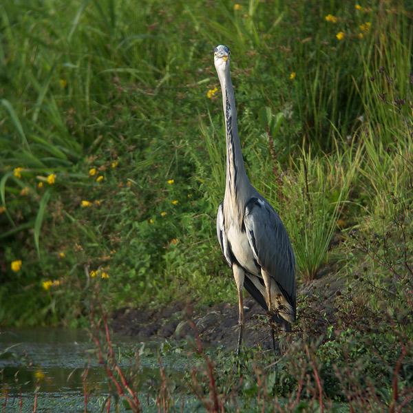 Blauwe-reiger-20090921P1080517a.jpg