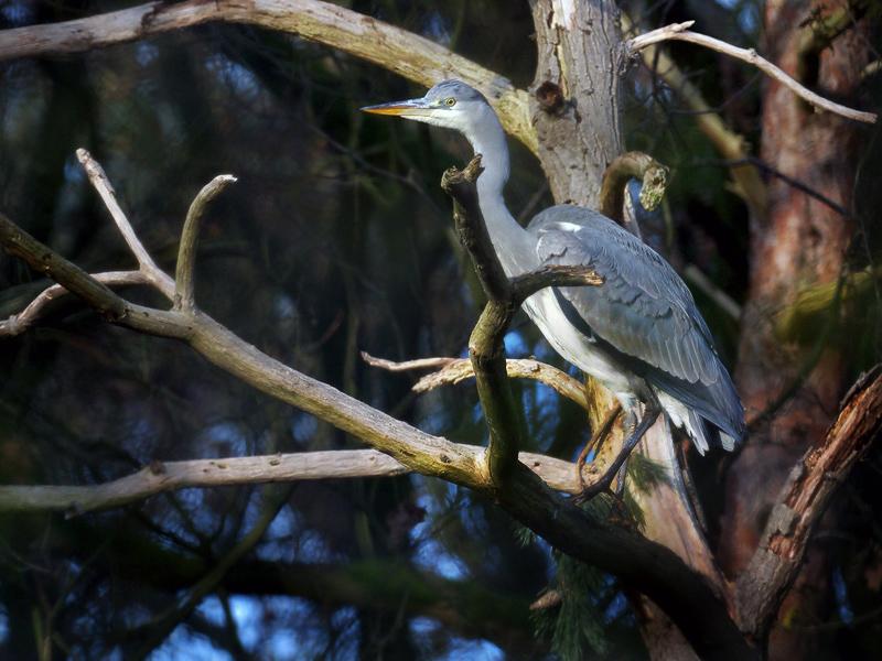 Blauwe-reiger-20101127P1150879c.jpg