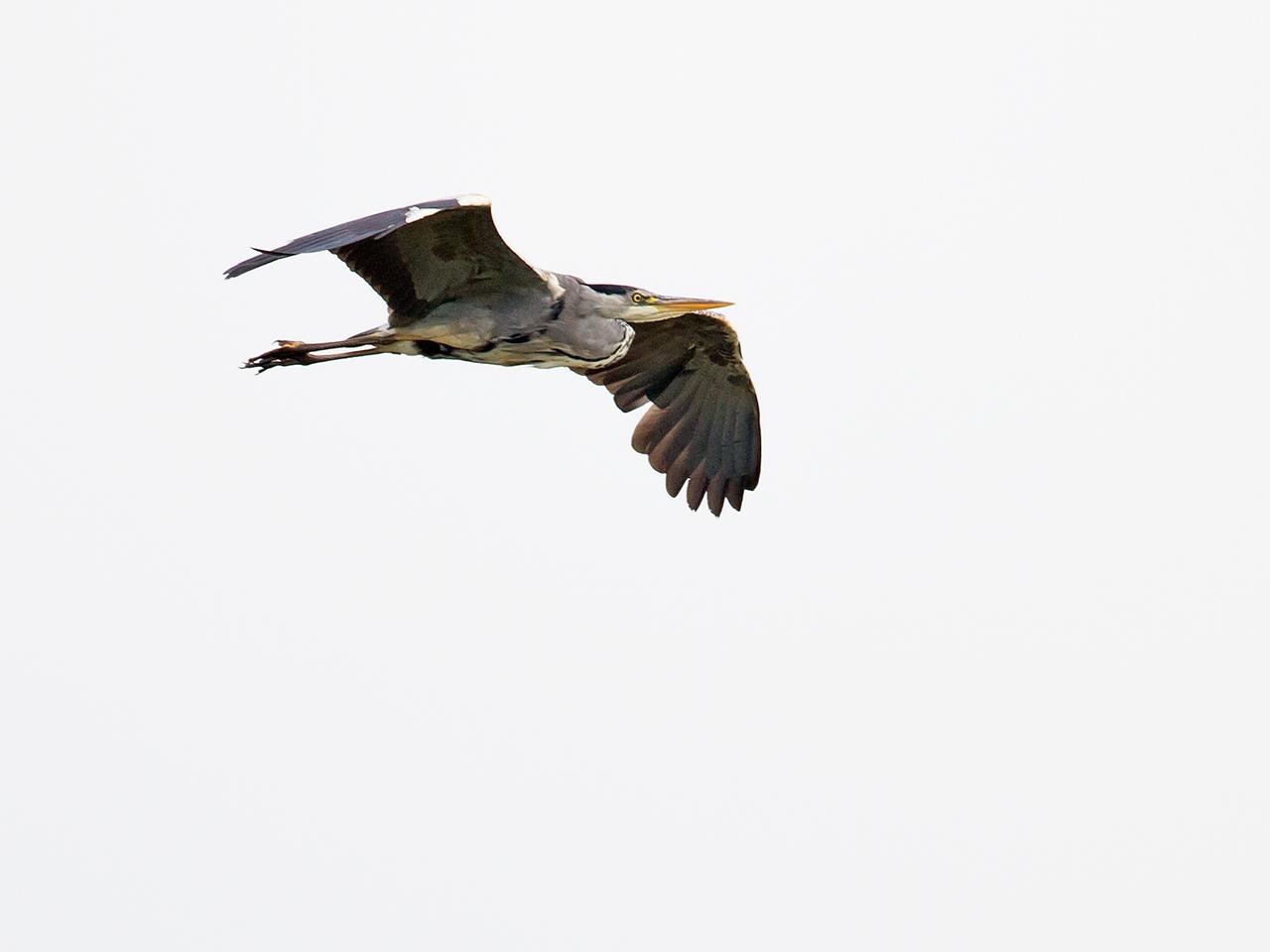 Blauwe-reiger-20110605g1280IMG_4963an.jpg