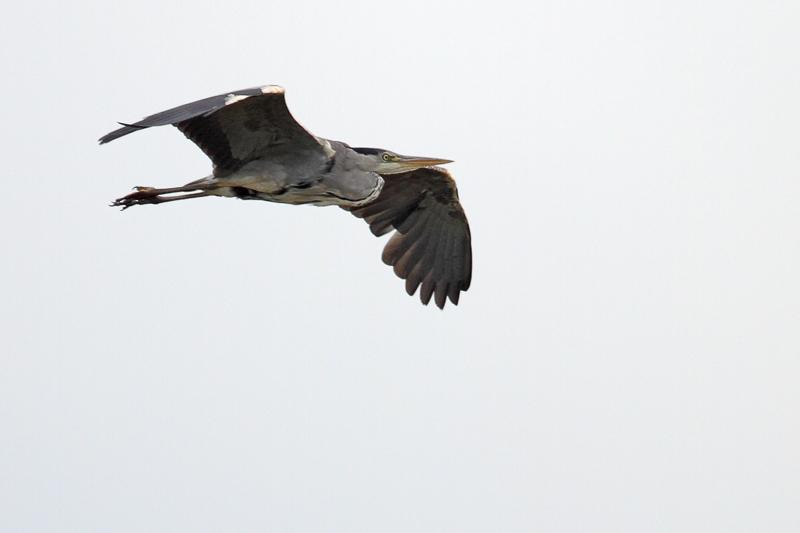 Blauwe-reiger-201106905IMG_4963a.jpg