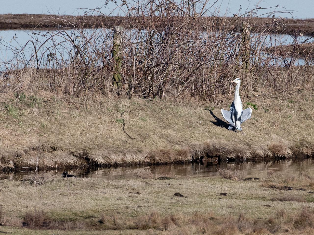 Blauwe-reiger-20190225g1280YSXX4783a.jpg