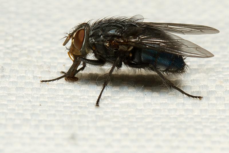 Blauwe-vleesvlieg-Calliphora-vomitoria-20120904g800200IMG_0013b.jpg