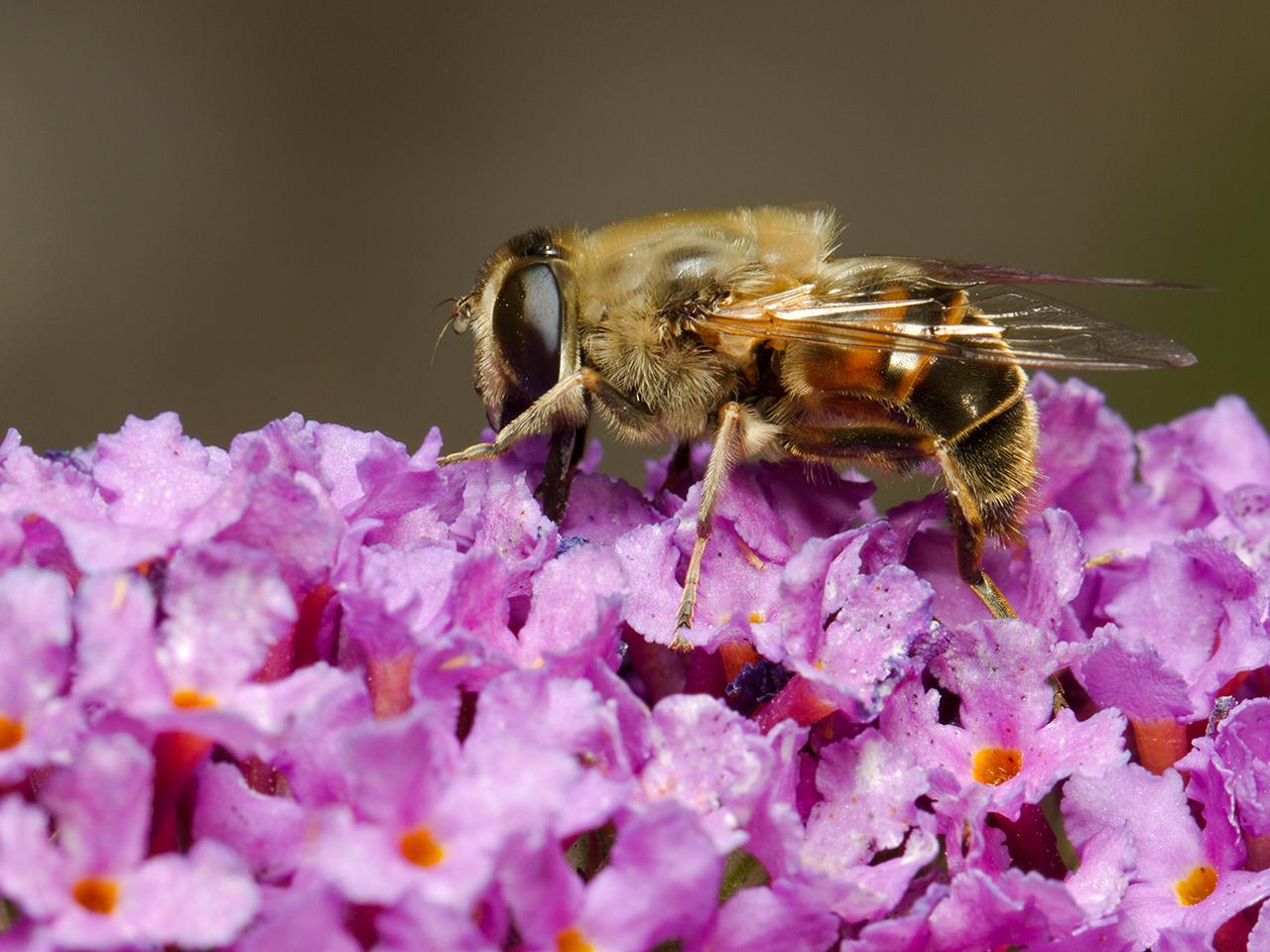 Blinde-bij-Eristalis-tenax-20130803g1280IMG_8526a.jpg