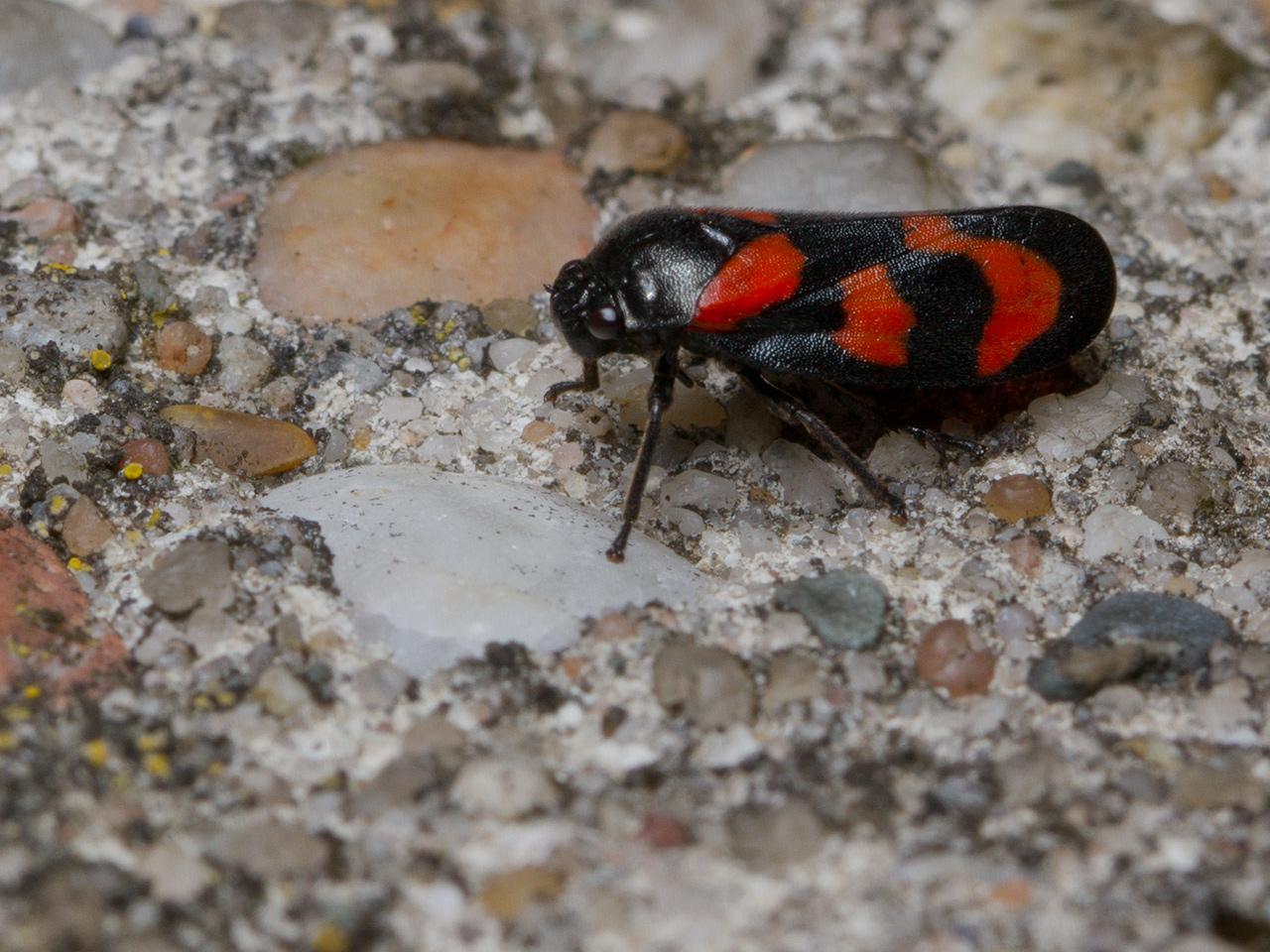 Bloedcicade-Cercopis-vulnerata-20130518g1280IMG_5502a_0.jpg