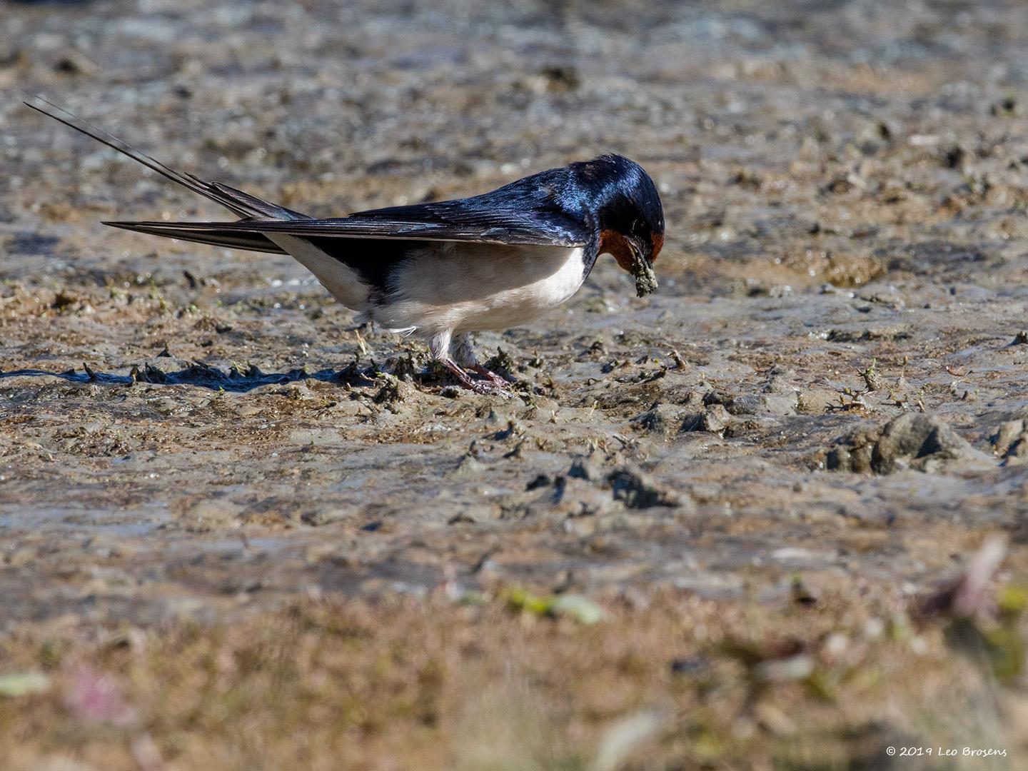 Boerenzwaluw-20190514g1440YSXX4911acrfb.jpg