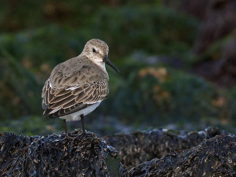 Bonte-strandloper-20101016P1150778a.jpg