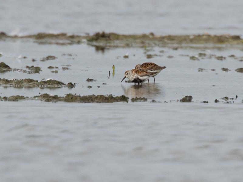 Bonte-strandloper-20120517g800IMG_5186a.jpg