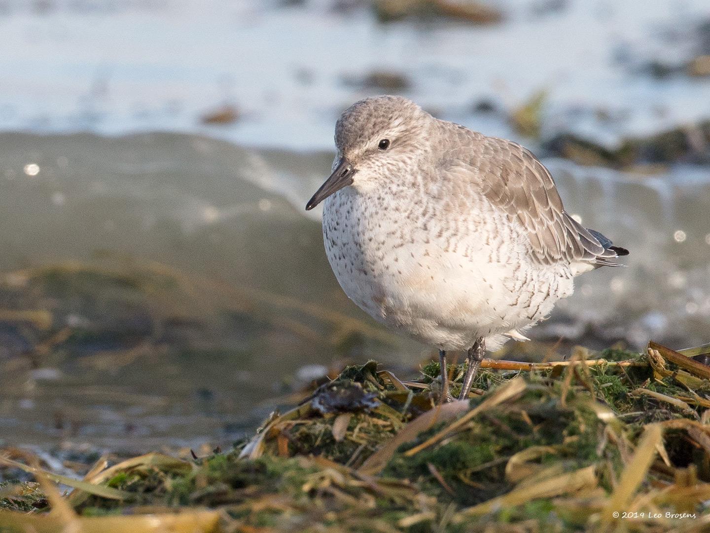 Bonte-strandloper-20190121g1440YSXX4357acrfb_0.jpg