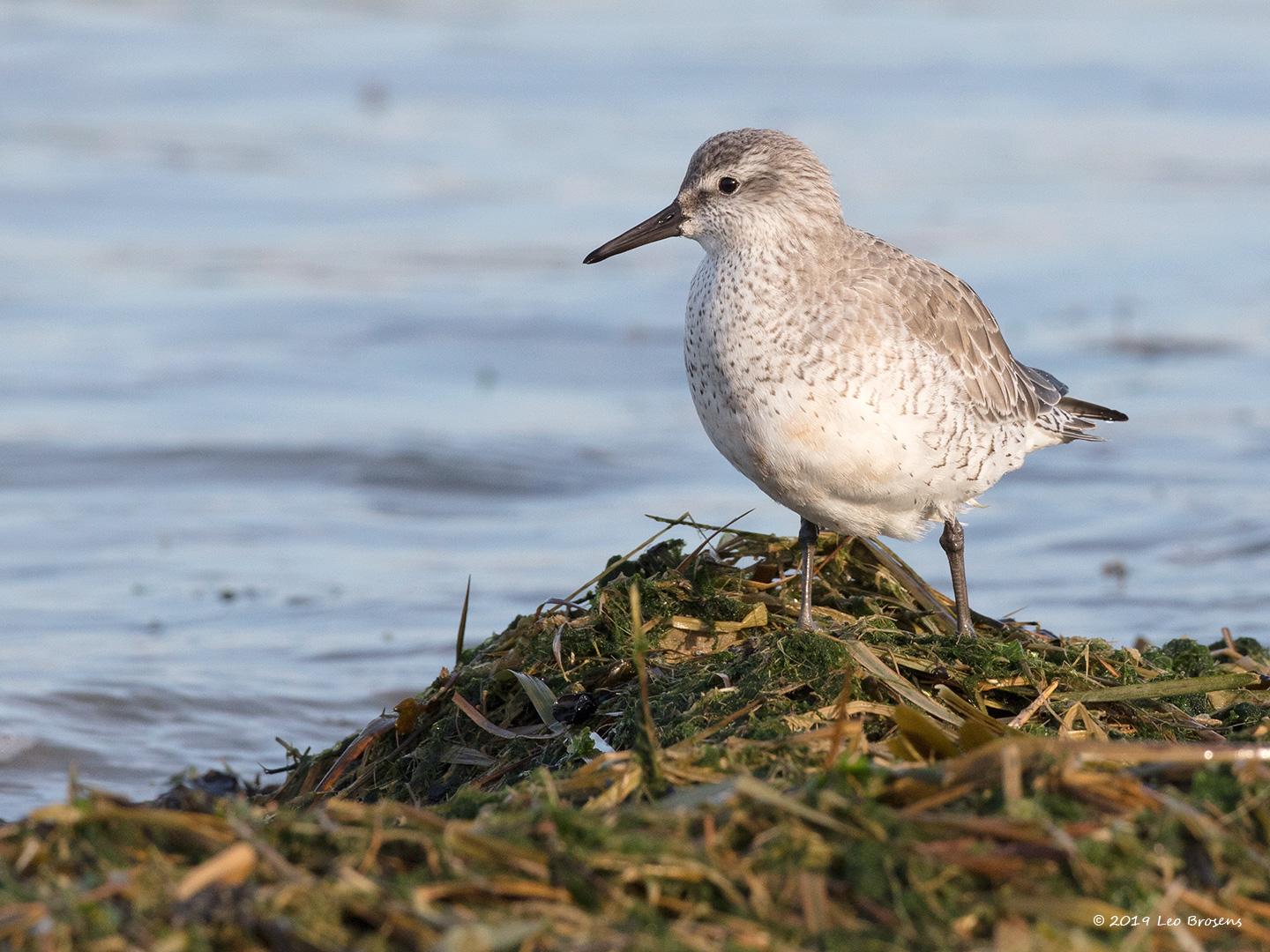 Bonte-strandloper-20190121g1440YSXX4369acrfb.jpg