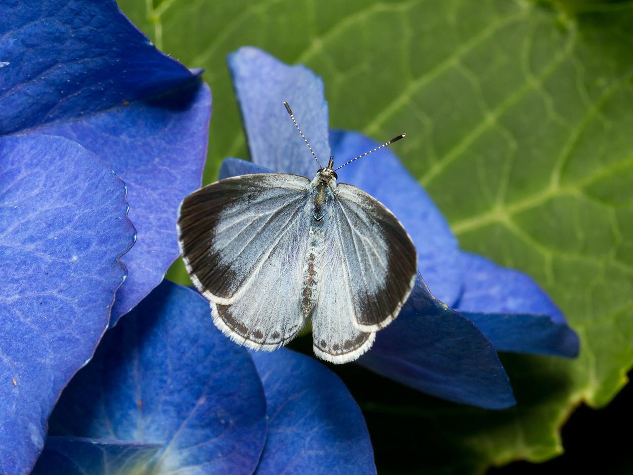 Boomblauwtje-20130728g1280IMG_8258a.jpg