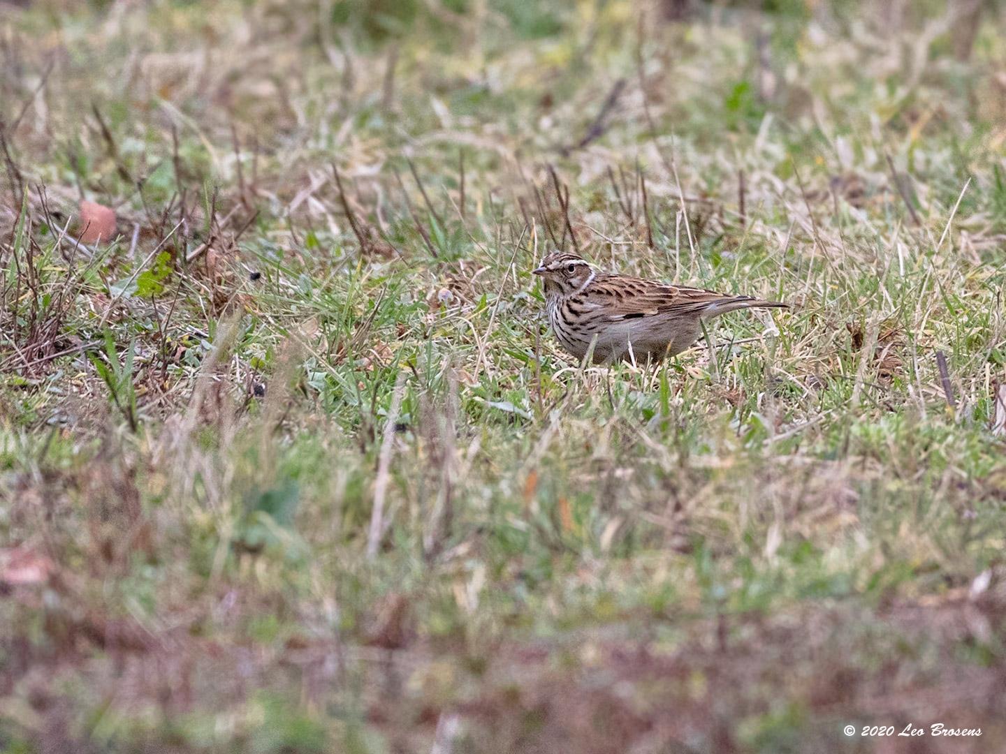 Boomleeuwerik-20200130g140YSXX7072bcr-Arendonk.jpg