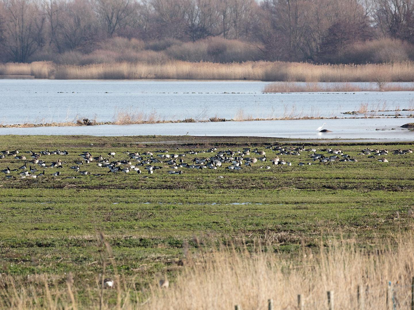 Brandgans-Den-Bommel-Ezelsgors-20190129g1440aYSXX4514.jpg