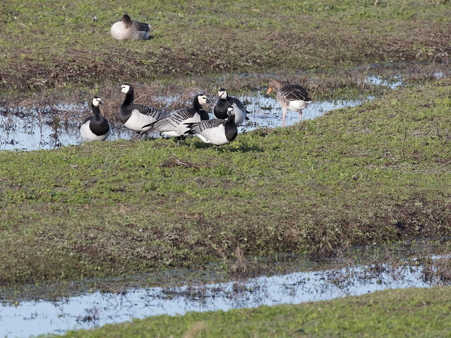 Brandgans-Den-Bommel-Ezelsgors-20190129g1440aYSXX4528.jpg