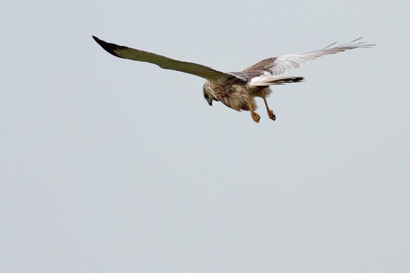 Bruine-kiekendief-20110519IMG_3455a.jpg