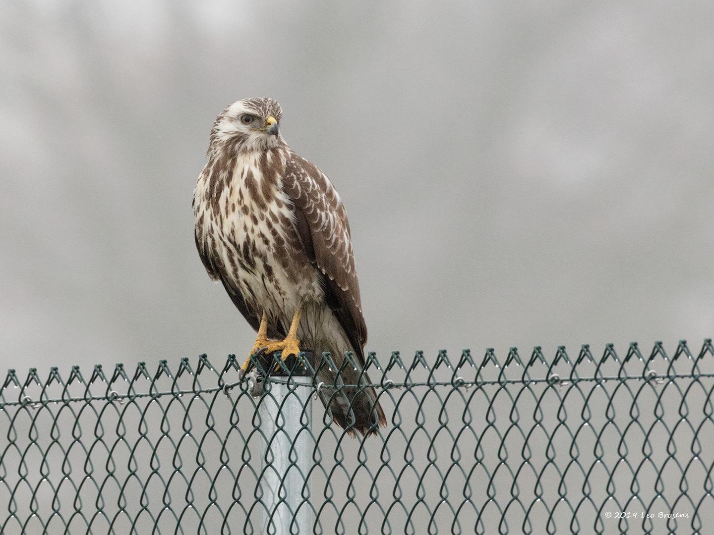 Buizerd-20190125g1440YSXX4408acrfb.jpg