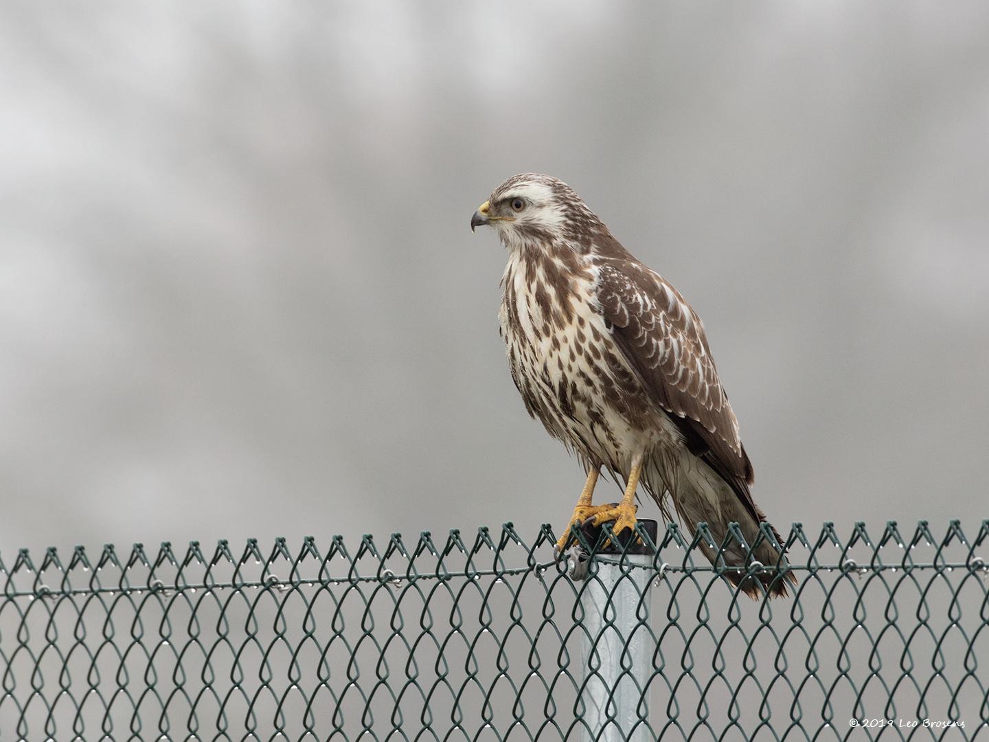 Buizerd-20190125g1440YSXX4420acrfb.jpg