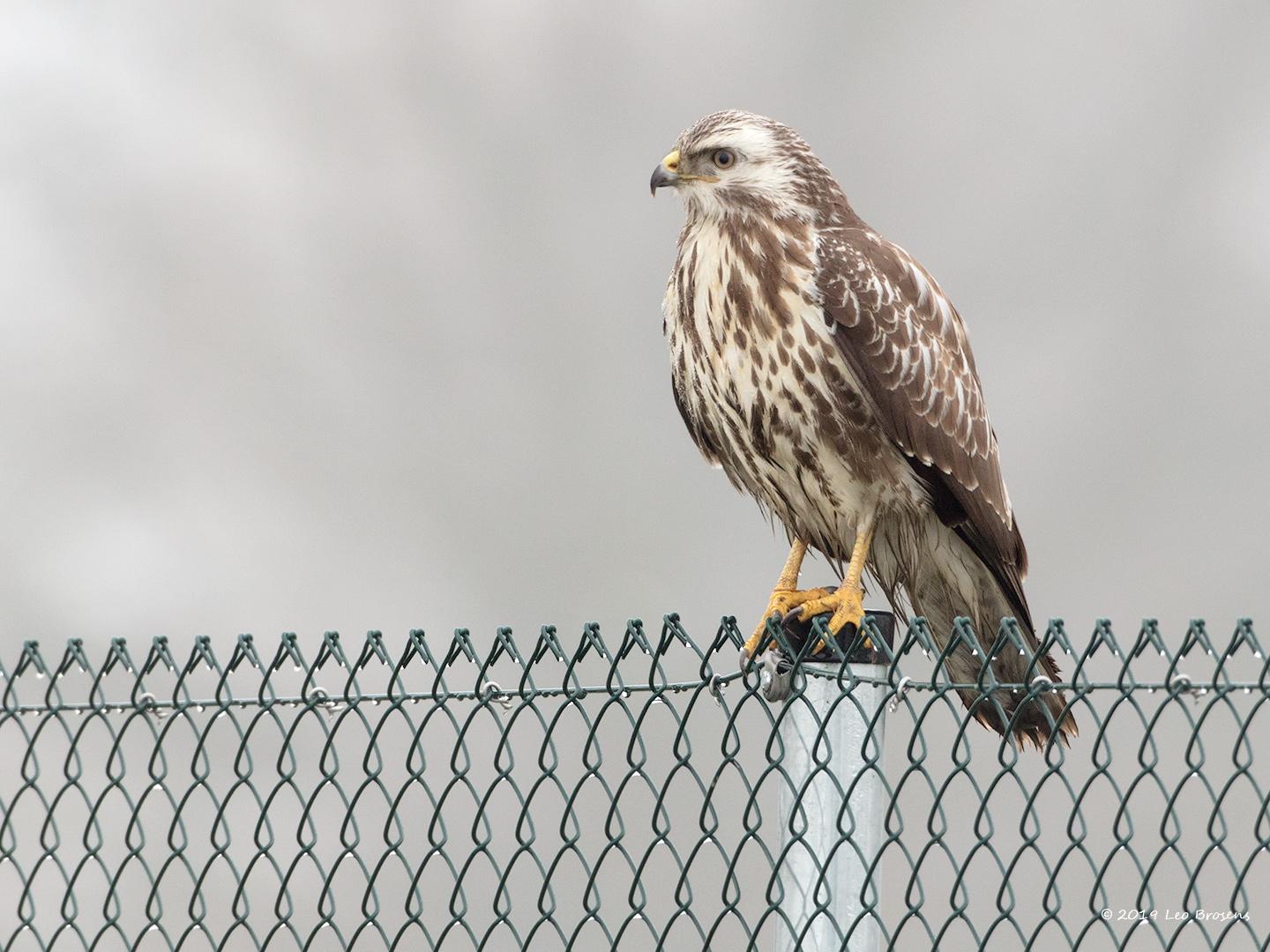 Buizerd-20190125g1440YSXX4426acrfb.jpg